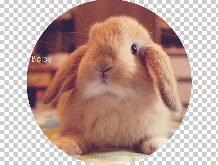 Domestic Rabbit Mini Lop Dwarf Rabbit Hare PNG, Clipart, Animals, Breed, Colocolo, Domestic Rabbit, Dwarf Rabbit Free PNG Download