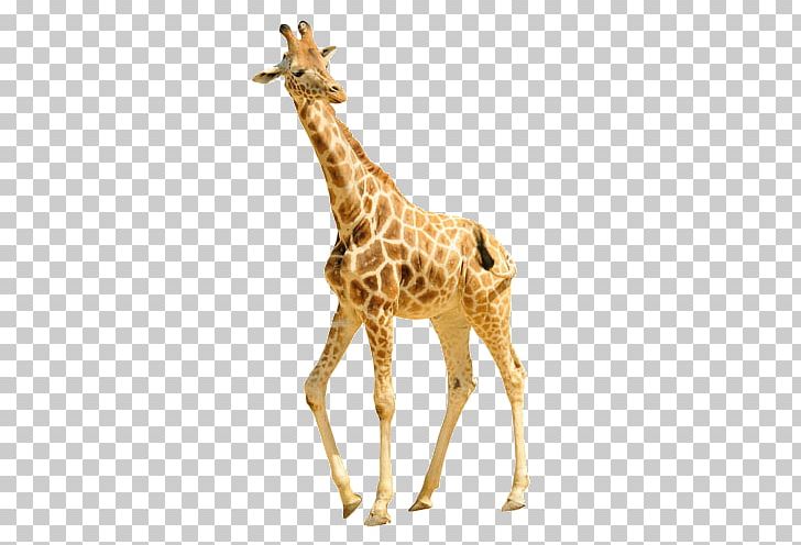 Reticulated Giraffe Shutterstock Stock Photography PNG, Clipart, Animal, Animals, Cartoon Giraffe, Creative, Cute Giraffe Free PNG Download