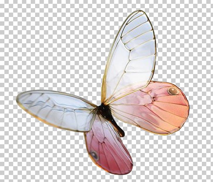 Sakae PNG, Clipart, Arthropod, Beauty, Butterflies, Butterfly, Butterfly Group Free PNG Download