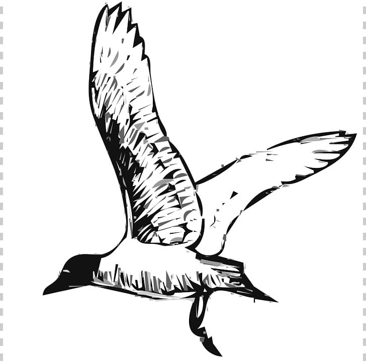 Gulls Bird PNG, Clipart, Beak, Bird, Bird Graphics, Black And White, Blog Free PNG Download