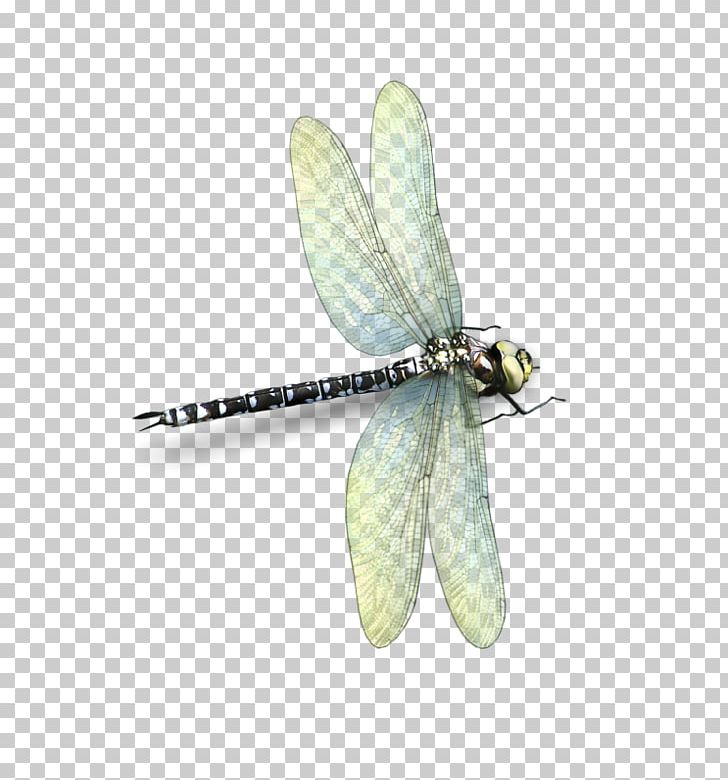 Dragonfly Insect Butterfly 2M Butterflies And Moths PNG, Clipart, 6 Xl, Arthropod, Butterflies And Moths, Butterfly, C 0 Free PNG Download