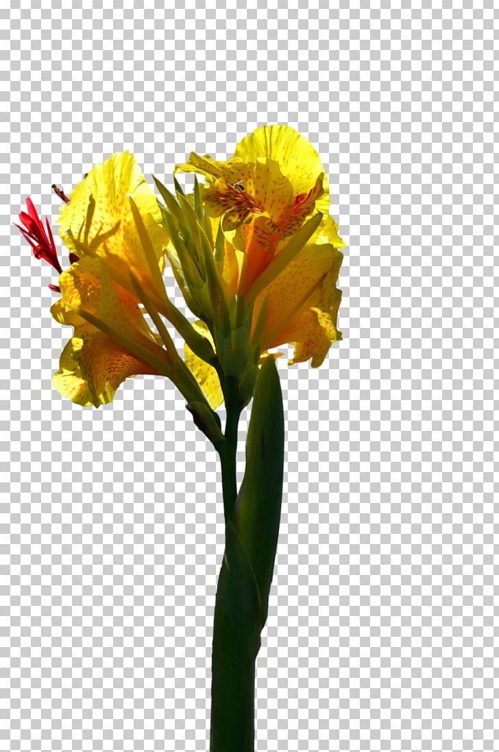 Flower Stock Photography Yellow Line Art PNG, Clipart, Alstroemeriaceae, Canna Family, Canna Lily, Color, Cut Flowers Free PNG Download