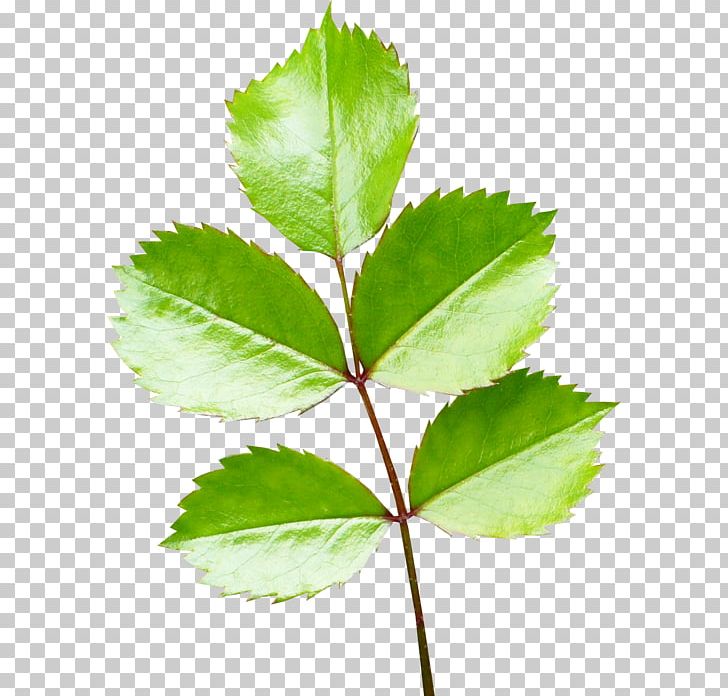 Green Leaf PNG, Clipart, Branch, Chart, Color, Computer Icons, Deciduous Free PNG Download
