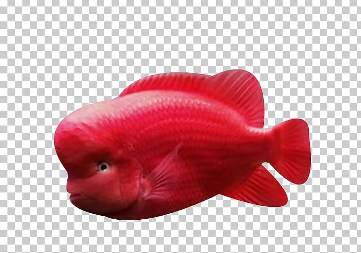 Red Fish Biology PNG, Clipart, Animals, Beak, Biology, Encapsulated Postscript, Euclidean Vector Free PNG Download