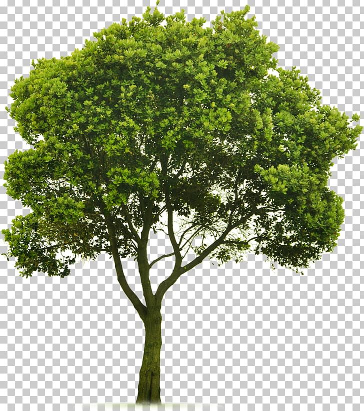 Tree Topping Landscaping Lawn PNG, Clipart, Arborist, Branch, Clip Art, Garden, Grass Free PNG Download