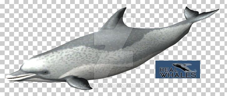Common Bottlenose Dolphin Short-beaked Common Dolphin Tucuxi Rough-toothed Dolphin White-beaked Dolphin PNG, Clipart, Animal, Animal Figure, Biology, Bottlenose Dolphin, Fauna Free PNG Download
