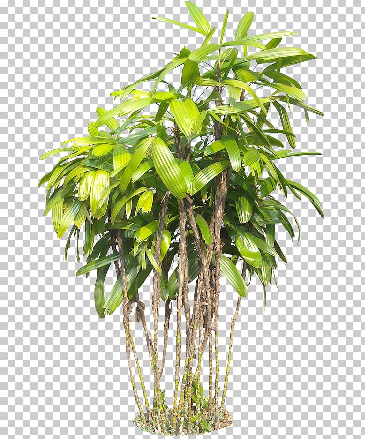 Plant Tree Subtropics PNG, Clipart, Architectural Rendering, Arecaceae, Bamboo, Flowerpot, Food Drinks Free PNG Download
