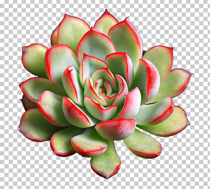 Succulent Plant Grow Light PNG, Clipart, Cactaceae, Citrullus, Crassulaceae, Cut Flowers, Decoration Free PNG Download