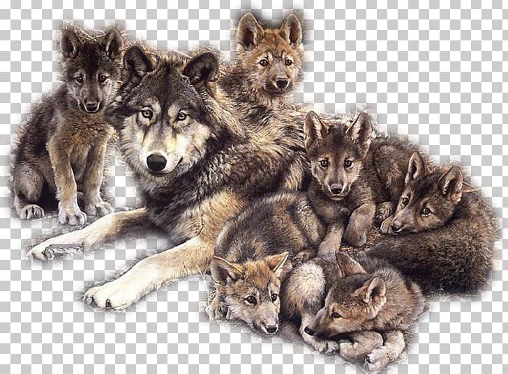 Dog Puppy Coyote Pack Indian Wolf PNG, Clipart, Animal, Animals, Arctic Wolf, Aullido, Black Wolf Free PNG Download