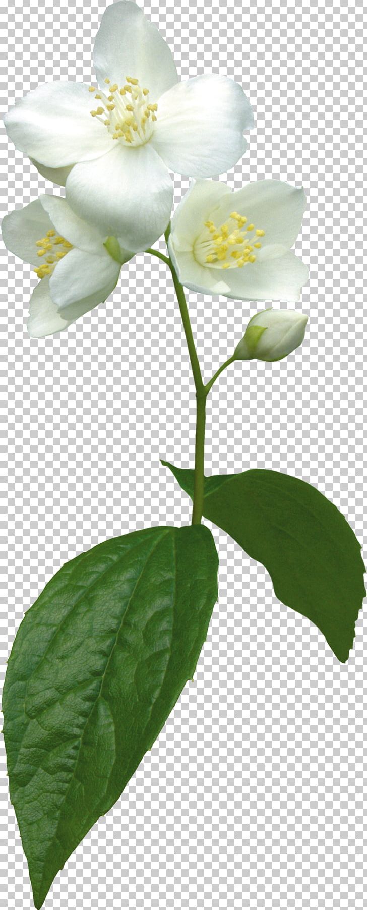 Flower Jasmine Plant PNG, Clipart, Clip Art, Digital Image, Flower, Flowering Plant, Jasmine Free PNG Download