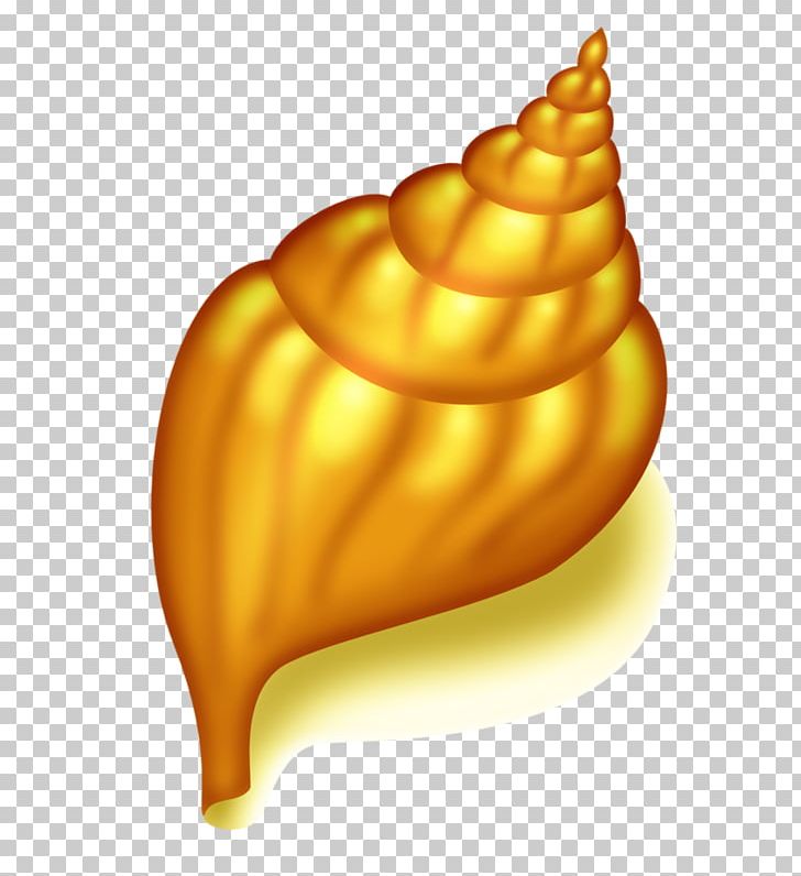 Seashell Conch PNG, Clipart, Color, Conch, Drawing, Encapsulated Postscript, Food Free PNG Download