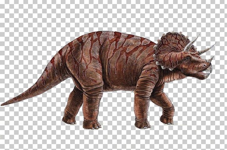 Torosaurus Triceratops Pentaceratops Dinosaur PNG, Clipart, Animal Figure, Animals, Ceratops, Ceratopsia, Desktop Metaphor Free PNG Download