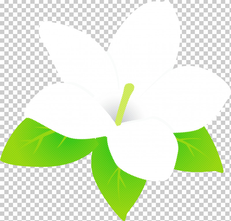 Jasmine Jasmine Flower PNG, Clipart, Green, Jasmine, Jasmine Flower, Leaf, Line Free PNG Download
