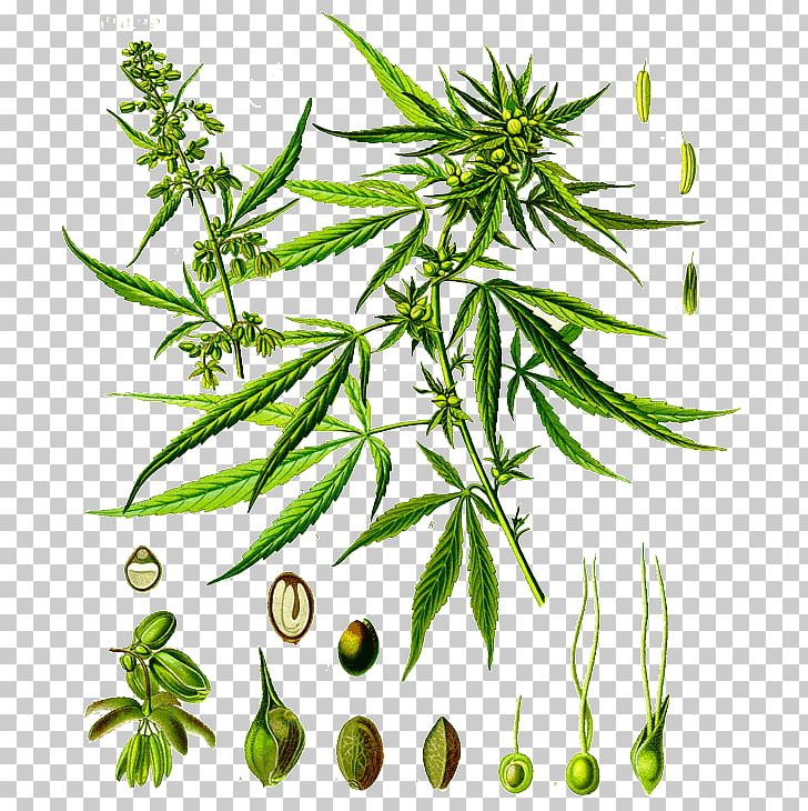 Cannabis Sativa Cannabidiol Botany Hemp PNG, Clipart, Botanical Illustration, Botany, Cannabidiol, Cannabinoid, Cannabis Free PNG Download