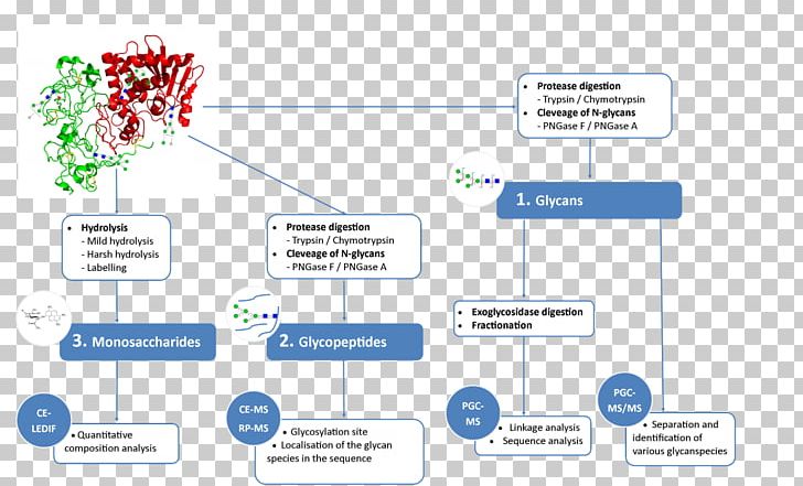 Glycan Glycoprotein Glycosylation Mass Spectrometry Monosaccharide PNG, Clipart, Area, Brand, Carbon, Chromatography, Communication Free PNG Download