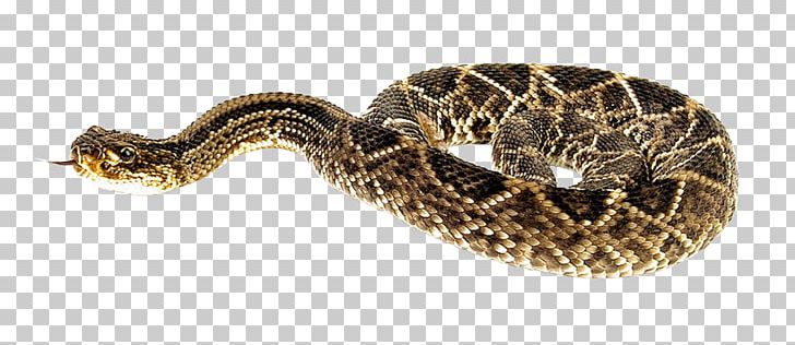 Rattlesnake PNG, Clipart, Animal, Animals, Bite, Boa Constrictor, Boas Free PNG Download