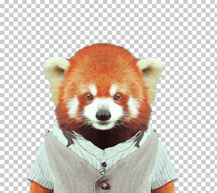 Red Panda Giant Panda Zoo Portraits Bear Clothing PNG, Clipart, 3d Animation, Animal, Animation, Anime Character, Anime Eyes Free PNG Download