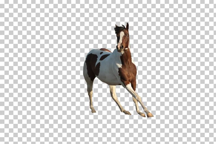 Stallion Mustang Rein Foal Horse Harnesses PNG, Clipart, Atlar, At Resimleri, Bridle, Foal, Ford Mustang Free PNG Download