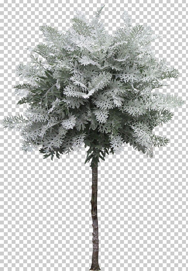 Tree PNG, Clipart, 3d Modeling, Albom, Branch, Digital, Download Free PNG Download