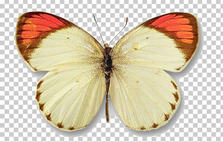 Butterfly Yellow Color PNG, Clipart, Arthropod, Brush Footed Butterfly, Butterflies, Butterfly Group, Cartoon Free PNG Download