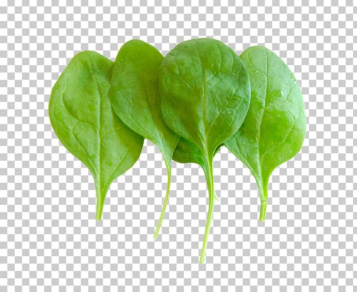 Chard Spring Greens Komatsuna Romaine Lettuce Leaf Vegetable PNG, Clipart, Alta Gracia, Chard, Herb, Komatsuna, Leaf Free PNG Download
