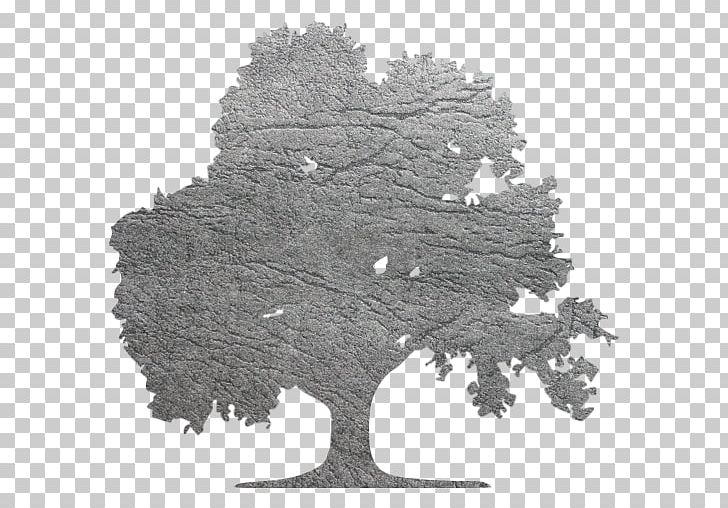 Fir Tree Computer Icons Spruce Restaurant PNG, Clipart, American Hornbeam, Black And White, Branch, Business, Computer Icons Free PNG Download