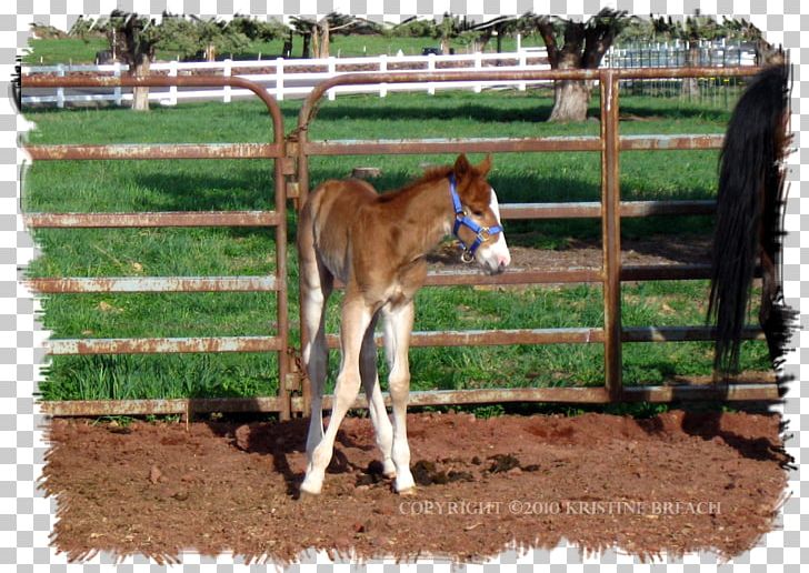 Foal Mustang Colt Stallion Mare PNG, Clipart, Bit, Bridle, Colt, Farm, Fence Free PNG Download