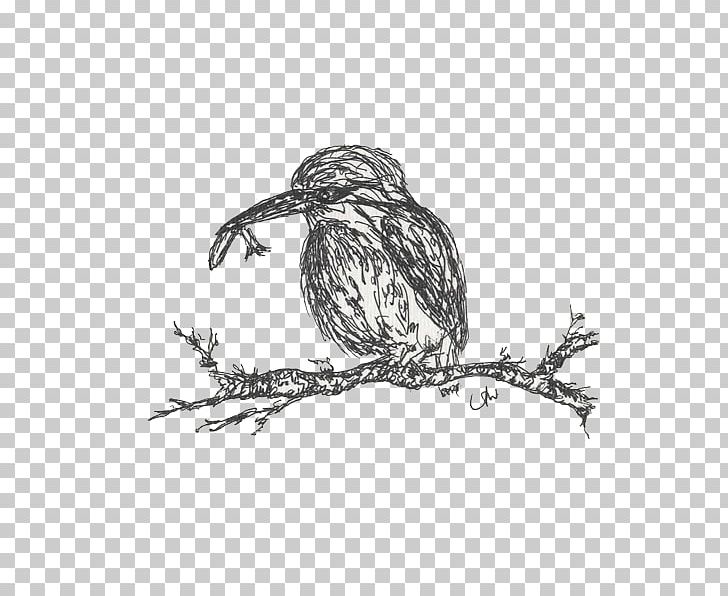 Hawk Owl Eagle Beak Drawing PNG, Clipart, Animals, Beak, Bird, Bird Of Prey, Black And White Free PNG Download