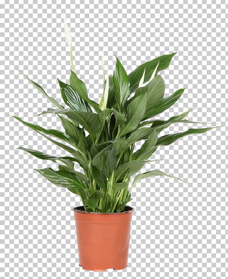 Spathiphyllum Wallisii Light Plant Flowerpot PNG, Clipart, Air Purifiers, Evergreen, Flower, Flowerpot, Green Free PNG Download