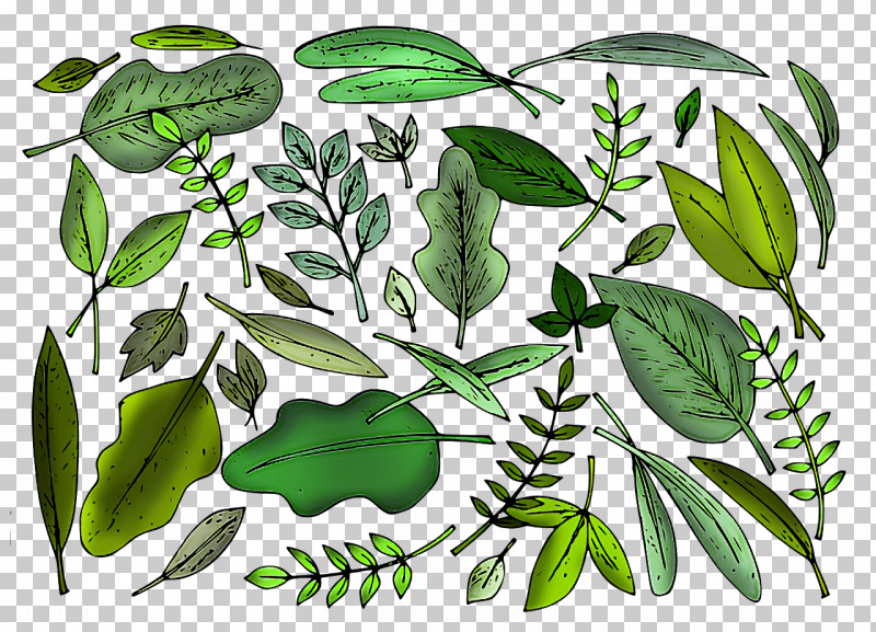 Leaf Plant Stem Herbal Medicine Tree Pattern PNG, Clipart, Biology, Herbal Medicine, Leaf, Plants, Plant Stem Free PNG Download