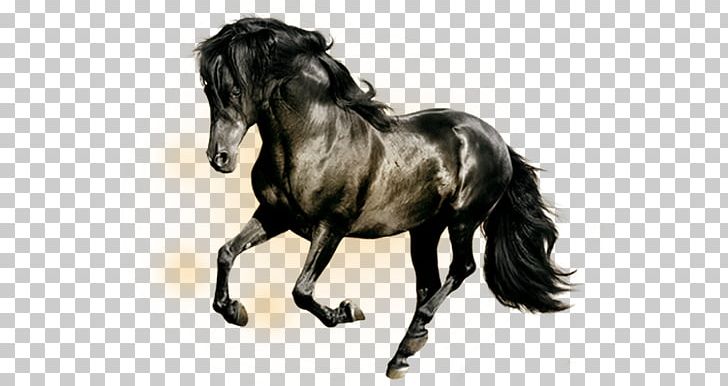 Arabian Horse Horses Black Display Resolution PNG, Clipart, Animals, Black, Black And White, Black Background, Black Board Free PNG Download