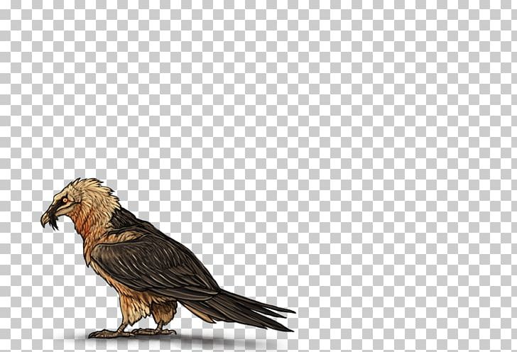 Eagle Bird Egyptian Vulture Bearded Vulture PNG, Clipart, Animals, Beak, Bearded Vulture, Bird, Bird Of Prey Free PNG Download