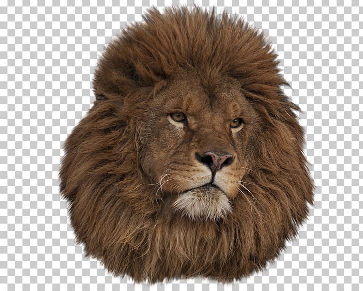 East African Lion Ragdoll Animal PNG, Clipart, Animal, Animals, Big Cat, Big Cats, Carnivora Free PNG Download