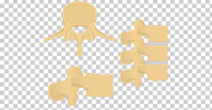 Lumbar Vertebrae Cervical Vertebrae Human Vertebral Column Thoracic Vertebrae PNG, Clipart, Anatomy, Atlas, Axis, Body Of Vertebra, Bone Free PNG Download