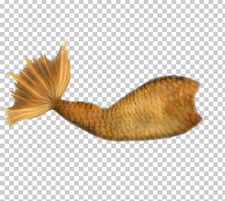 Mermaid Tail PNG, Clipart, Art, Drawing, Fairy Tale, Fantasy, Fish Free PNG Download