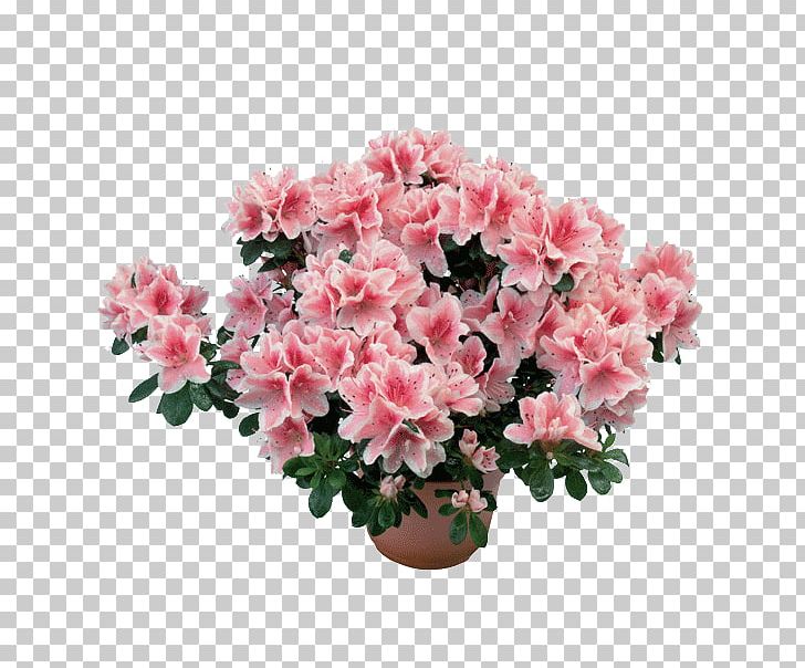 Azalea Rhododendron Simsii Plant Subgenus Flower PNG, Clipart, Aloe Vera, Annual Plant, Artificial Flower, Azalea, Blossom Free PNG Download