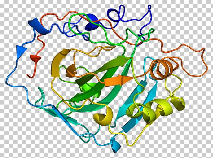 CA1 Carbonic Anhydrase Deoxyribozyme Enzyme Protein PNG, Clipart, Area, Artwork, Body Jewelry, Carbonic Acid, Carbonic Anhydrase Free PNG Download
