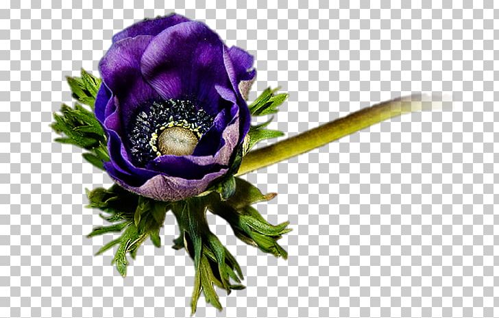 Floral Design Cut Flowers Purple Floristry PNG, Clipart, Anemone, Blue, Color, Cut Flowers, Desktop Wallpaper Free PNG Download