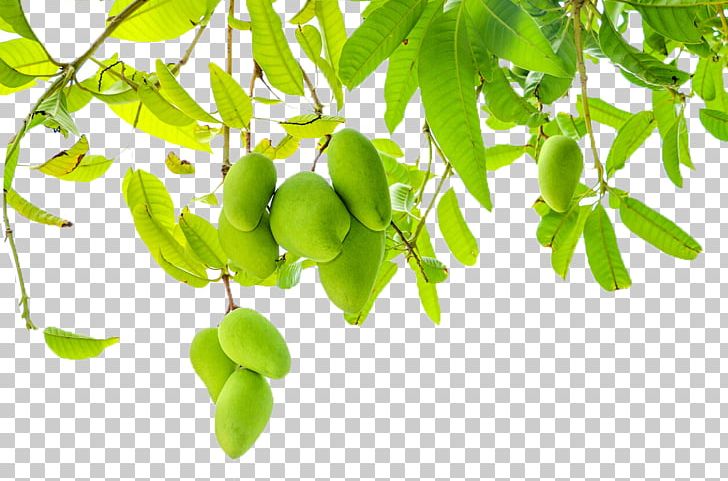 Fruit Leaf Mango Pudding PNG, Clipart, Branch, Branches, Dried Mango, Embroidery Mango Clip Art, Food Free PNG Download