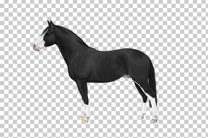 Stallion American Staffordshire Terrier Staffordshire Bull Terrier Foal Mare PNG, Clipart, American Staffordshire Terrier, Bridle, Criollo, Foal, Halter Free PNG Download