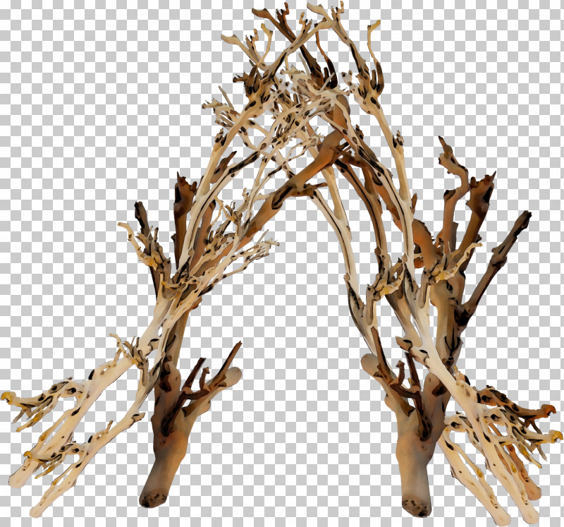 Branch Twig Tree Plant Woody Plant PNG, Clipart, Aquarium Decor, Branch, Driftwood, Flower, Paint Free PNG Download