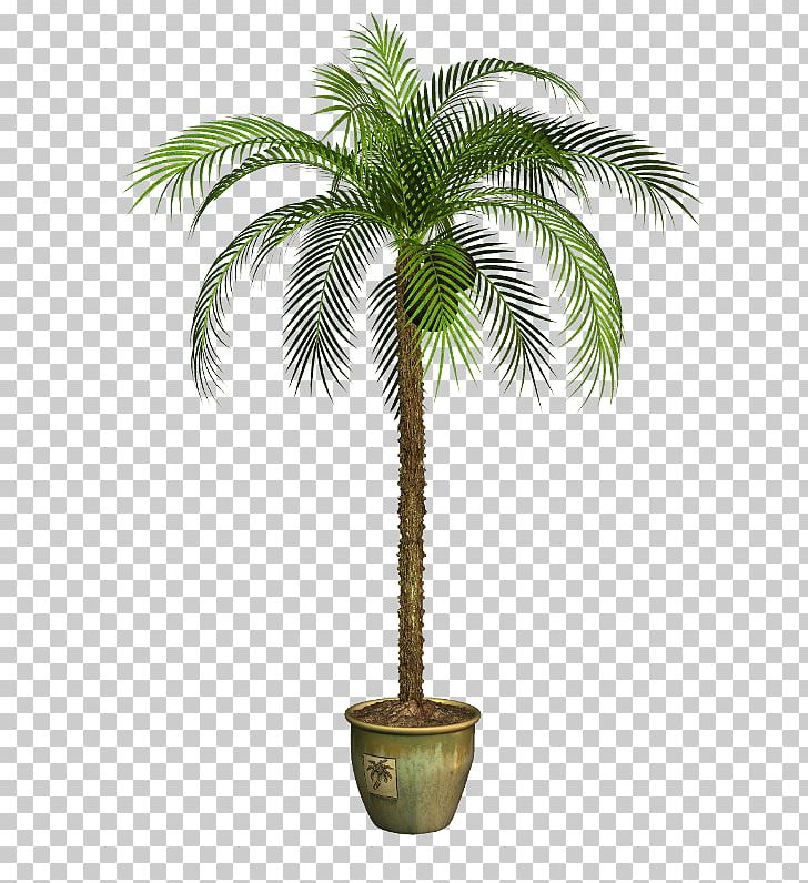 Asian Palmyra Palm Babassu Coconut Flowerpot Oil Palms PNG, Clipart, Arecaceae, Arecales, Asian Palmyra Palm, Attalea, Attalea Speciosa Free PNG Download