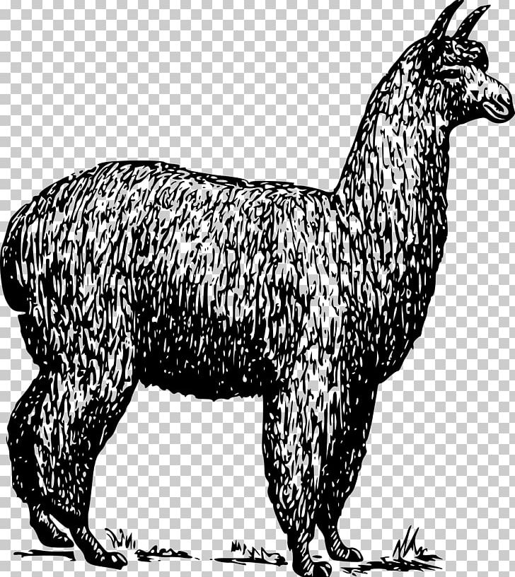 Alpaca Llama Guanaco PNG, Clipart, Alpaca Fiber, Animal Figure, Black And White, Camel Like Mammal, Carnivoran Free PNG Download