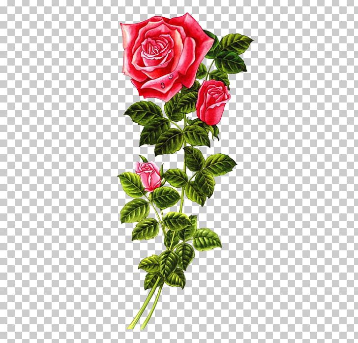 Beach Rose Red Blog PNG, Clipart, Art, Beach Rose, Blog, Computer Icons, Computer Software Free PNG Download