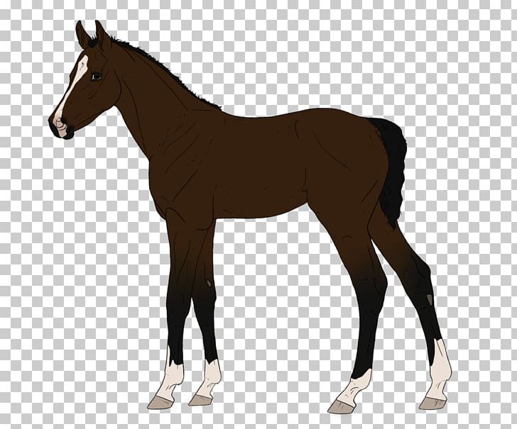 Fjord Horse Horse & Pony Breeds Equestrian PNG, Clipart, Bridle, Canter And Gallop, Colt, Equestrian, Fjord Horse Free PNG Download