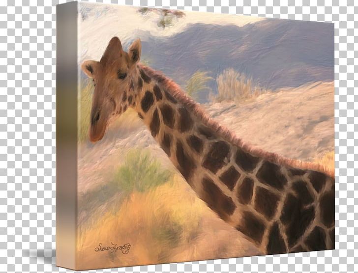Giraffe Neck Terrestrial Animal Wildlife Snout PNG, Clipart, Animal, Animals, Fauna, Giraffe, Giraffidae Free PNG Download