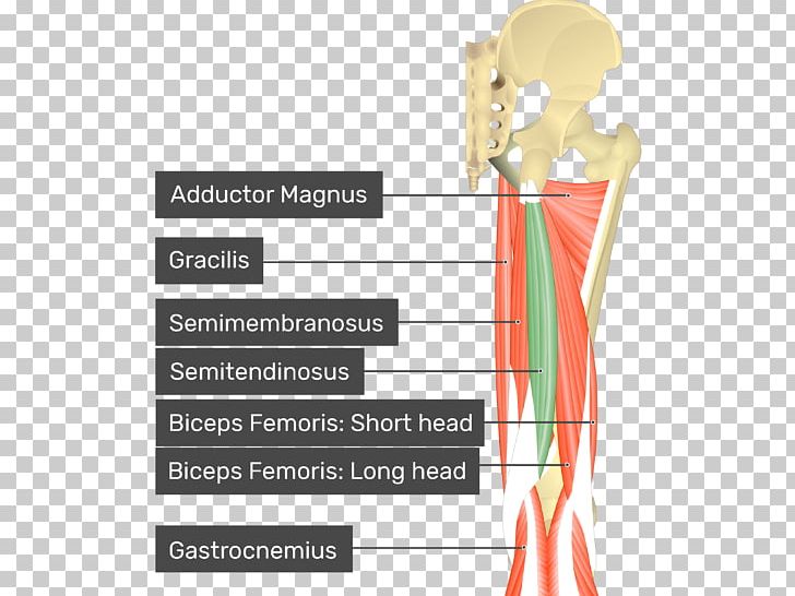 Gluteus Medius Gluteus Maximus Gluteus Minimus Gluteal Muscles PNG, Clipart, Anatomy, Angle, Buttocks, Diagram, Gluteal Muscles Free PNG Download