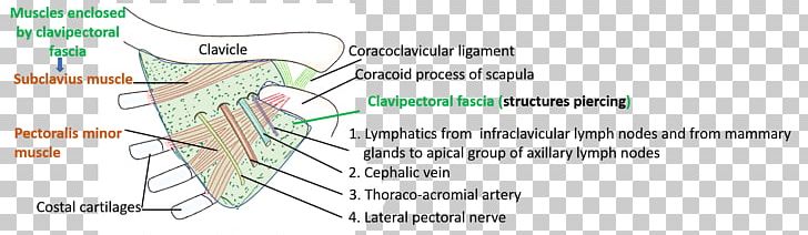 Paper Line Angle Diagram Organism PNG, Clipart, Anatomy, Angle, Area, Art, Diagram Free PNG Download