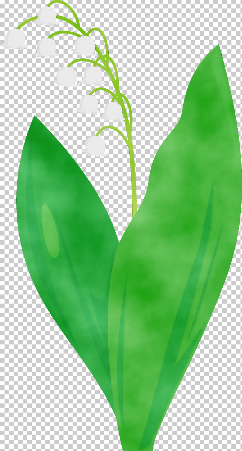 Leaf Green Lily Of The Valley Flower Plant PNG, Clipart, Anthurium, Flower, Green, Leaf, Lily Bell Free PNG Download