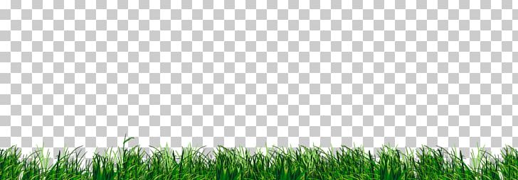 Lawn Wheatgrass Grassland Crop Sky Plc PNG, Clipart, Commodity, Crop, Field, Grass, Grass Family Free PNG Download